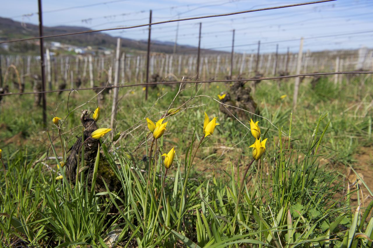 Flore Tulipe de vigne Tul_0262